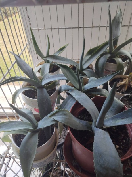 Agave kaktusz elad 