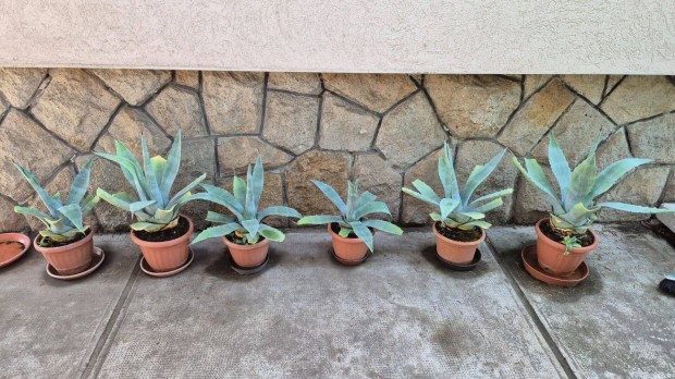Agave kaktusz eladó - Bp. 17 kerület