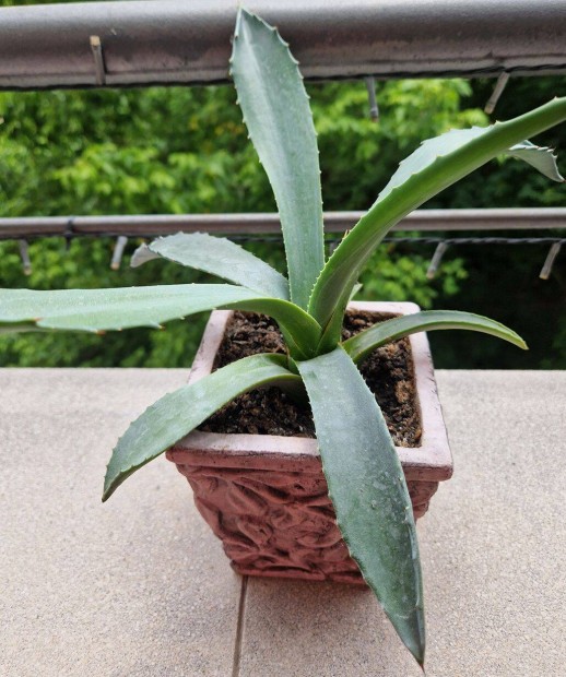 Agave kaktusz kaspban
