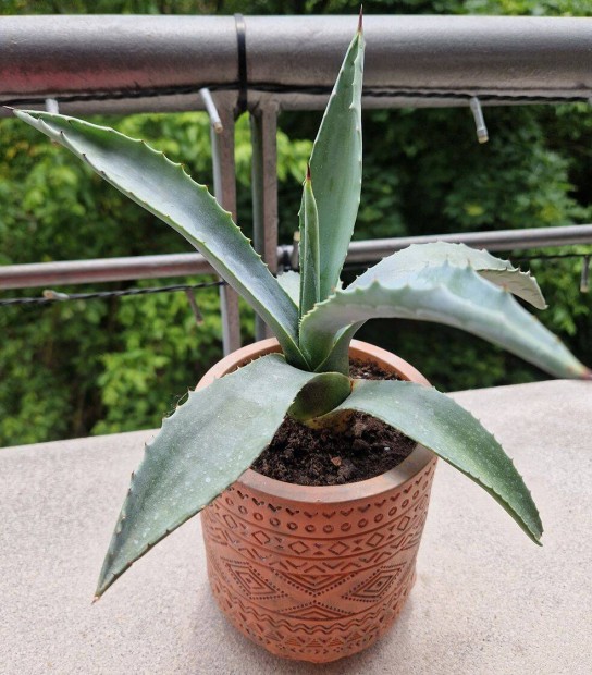 Agave kaktusz kaspban