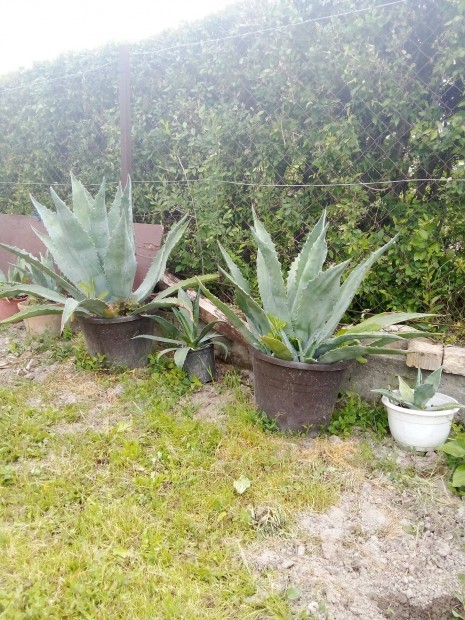 Agave kaktuszok eladók