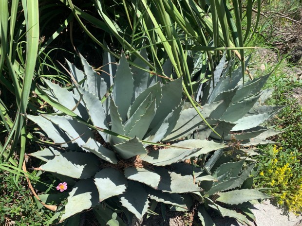 Agave megalacantha