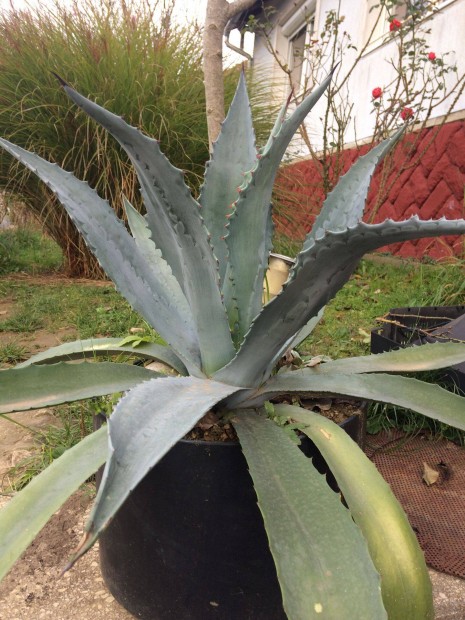 Agave nagy kaktusz