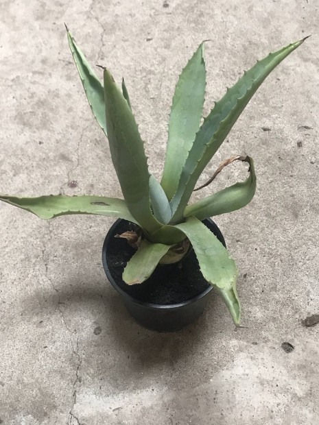 Agave nvny elad