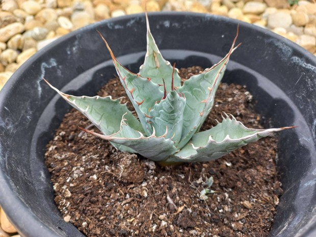 Agave parrasana