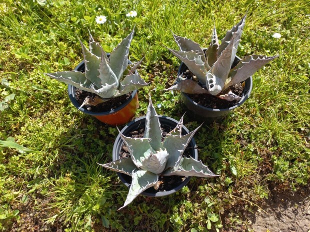 Agave parrasana eladó ( 13 cm átmérő)