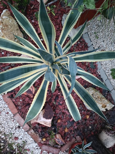 Agave sziklakerti nvny