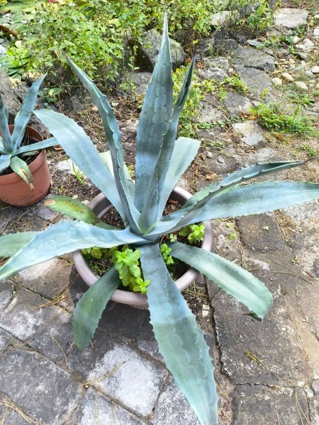 Agave szukkulens