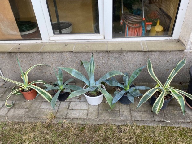 Agave tbbfle