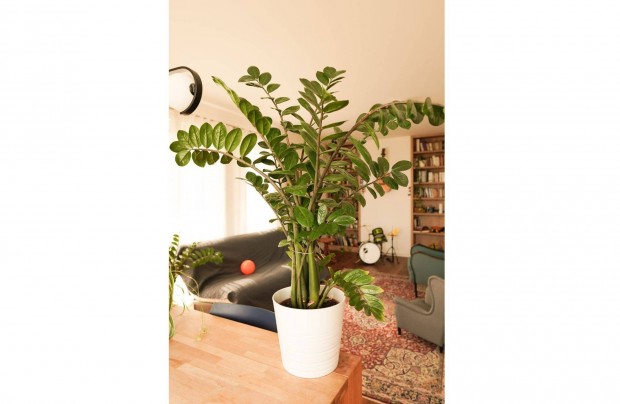 Agglegénypálma 100cm magas növény, 29cm átmérőjű kaspóban
