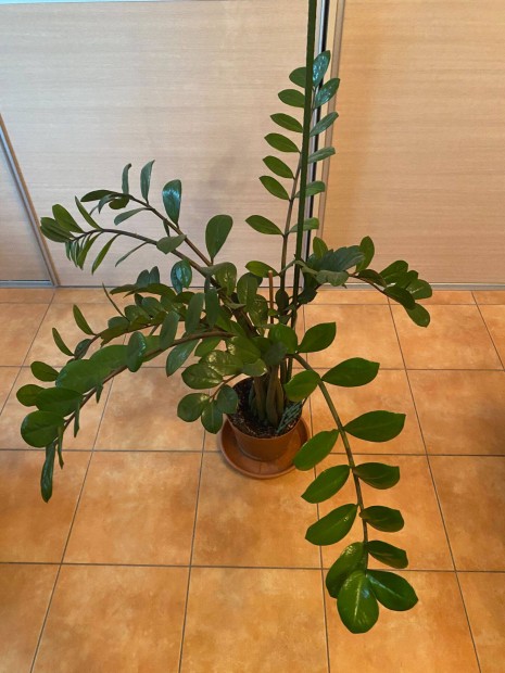 Agglegnyplma (Zamioculcas) 125 cm