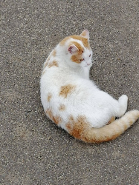 Ajndkba macska