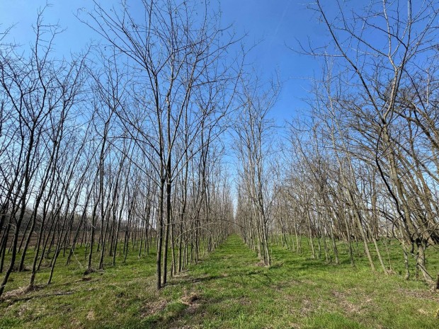 Ak�c erd� elad�