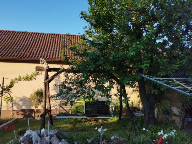 Akác kerti hinta