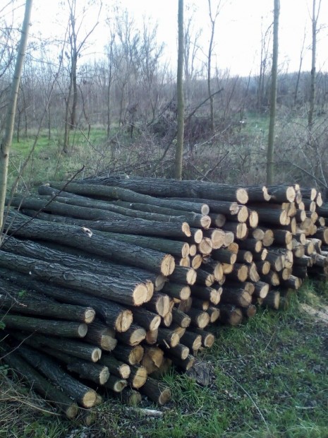 Akác oszlop, Kerítés oszlop 10-12cm