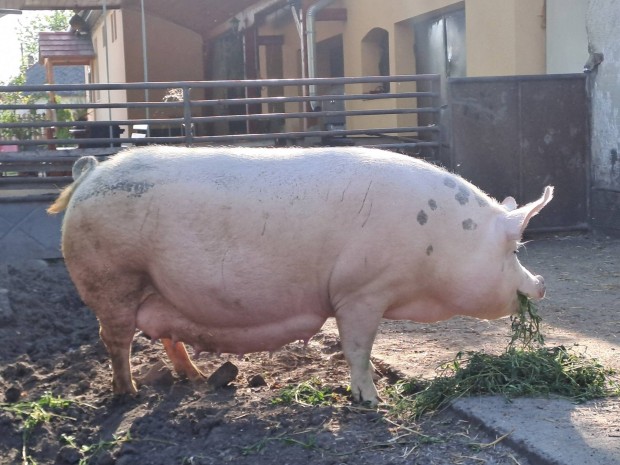 Akció. Malacos koca, vemhes koca üres koca...