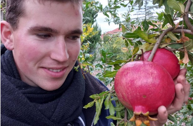 Akciós termő gránátalma, nagy szemű kivi, babérmeggy. Pekándió csem