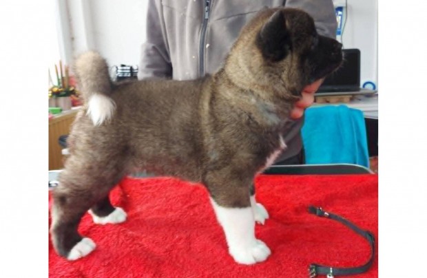 Akita Igazi hű társ kiváló védelmező és családtag törzskönyves kölykök