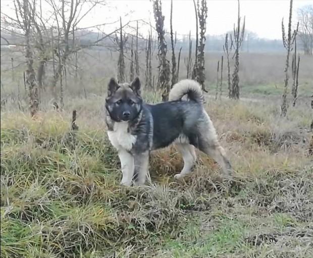 Akita fajtatiszta jelleg kislny ingyen elvihet