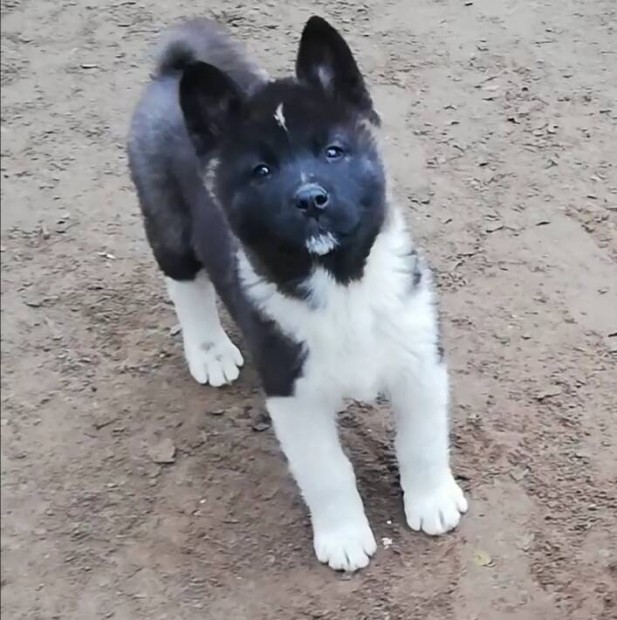 Akita fajtatiszta jelleg lnyok ingyenesen elviehtk