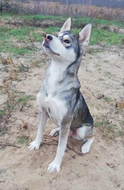 Akita husky keverk fajtajelleg 1,5 ves kutyus ingyen elvihet