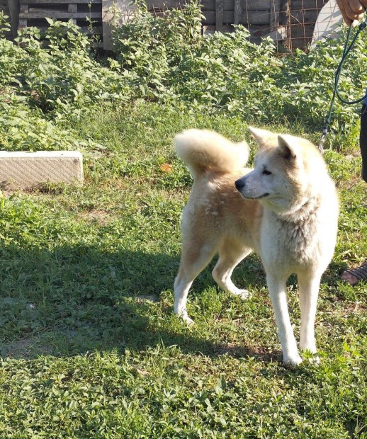 Akita in jelleg ingyen