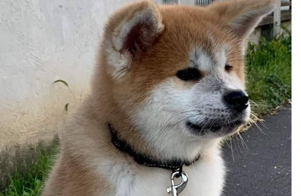 Akita inu kan kiskutya