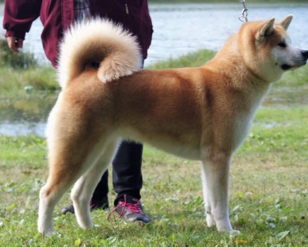 Akita inu kiskutya