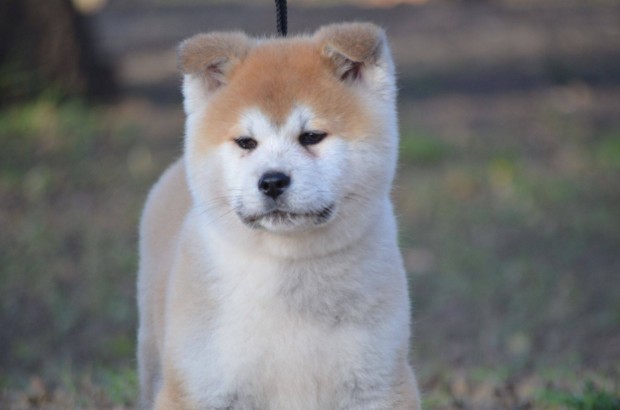 Akita inu kiskutyk