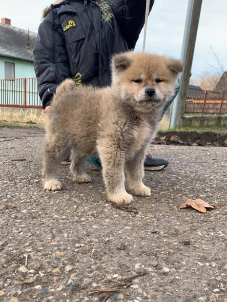 Akita inu kiskutyk