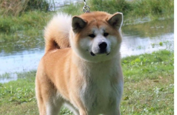 Akita inu kiskuty�k