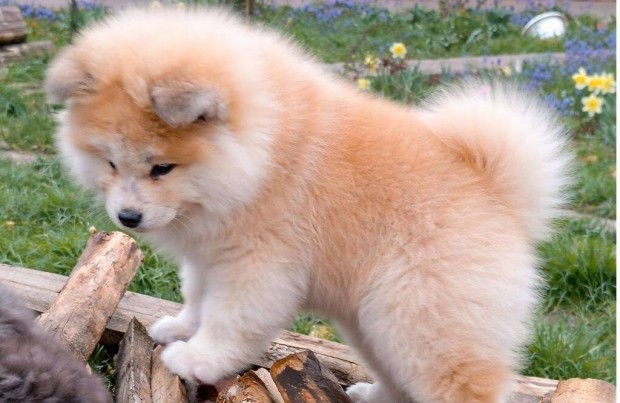 Akita inu kisl�ny