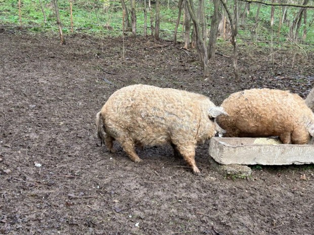 Aktv mangalica kan