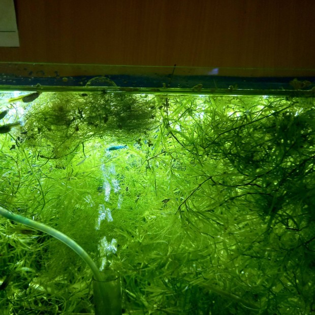 Akváriumi növények ingyen elvihetők vagy csere