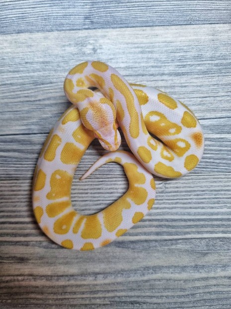 Albino kirlypiton 