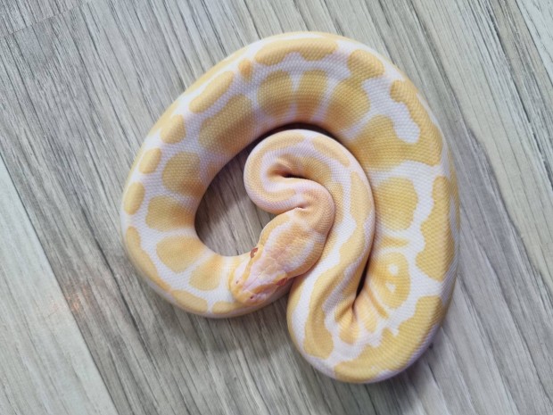 Albino kirlypiton 