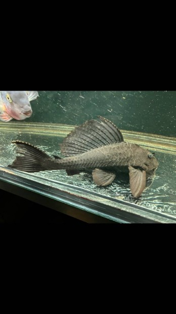 Algaev Gibbiceps