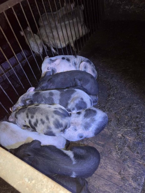 Alkudoz�k,  kupecek, n�zel�d�k k�m�ljenek!