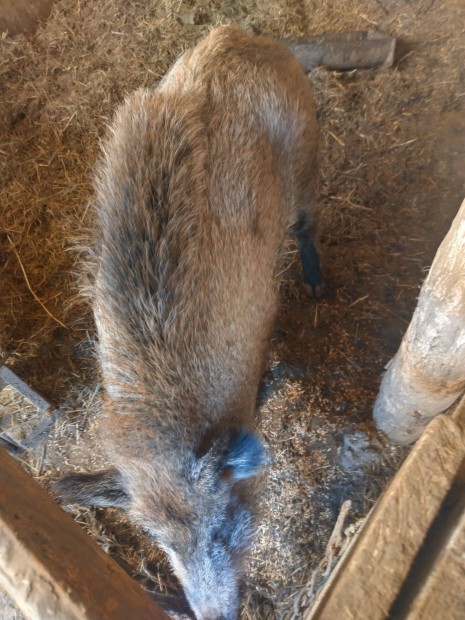 llat (mangalica)
