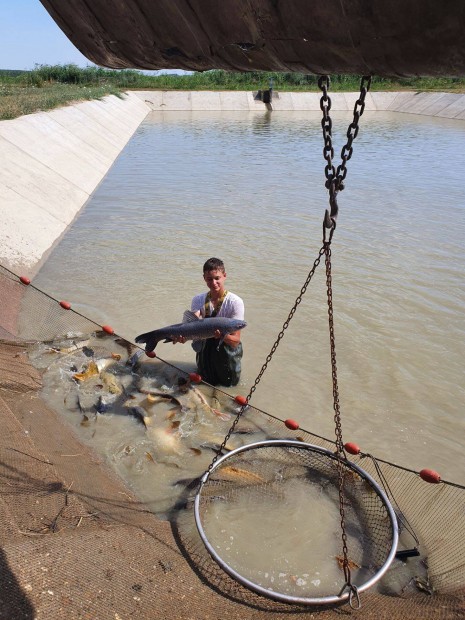 �llatgondoz� �s traktoros - halgazdas�gba