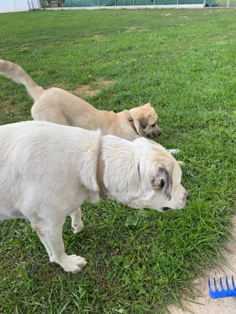 �llatgondoz� munka kutyapanzi�ban