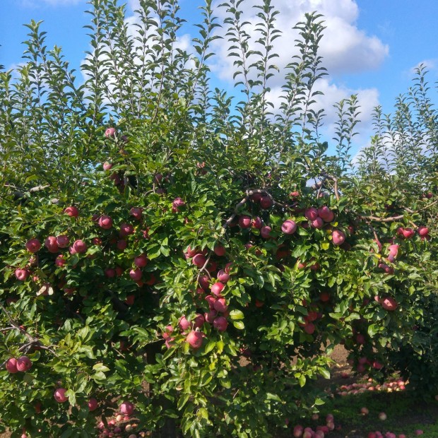 Alma florina, pinova rdekelne