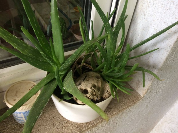 Aloa vera agave kaktusz
