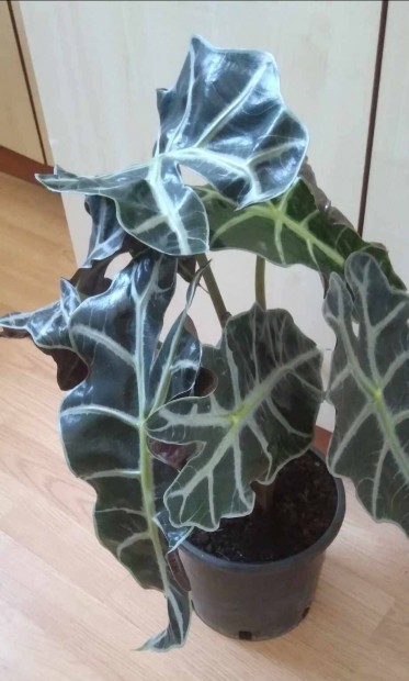 Alocasia Polly