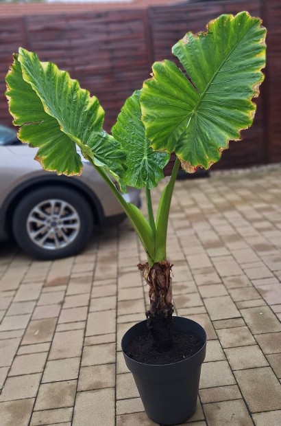 Alocasia elad