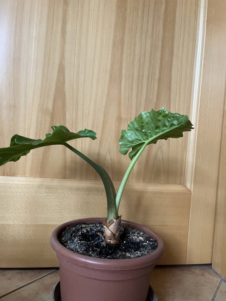 Alocasia portodora / Elefntfl