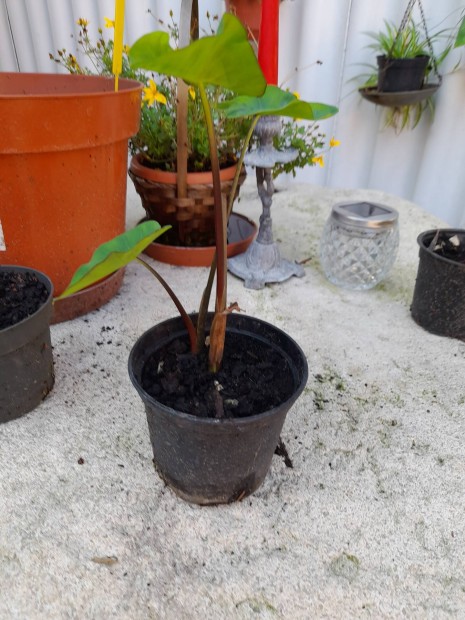 Alocasia violet steam 