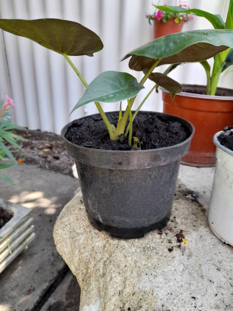 Alocasia wenti