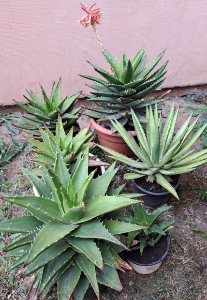 Aloe Mitriformis klnlegessg (15-25 vesek) eladk