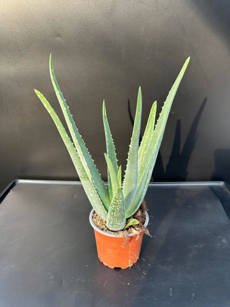 Aloe Vera Gygynvny